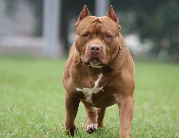 d5487505-1 ▲▼ 比特犬。(圖/CFP)