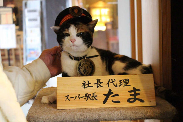 社葬儀式於和歌山縣紀之川市的貴志站舉行，場面莊重，貓站長遺像擺設於站內供人悼念。（圖／翻攝自X，@ekichoTAMA）