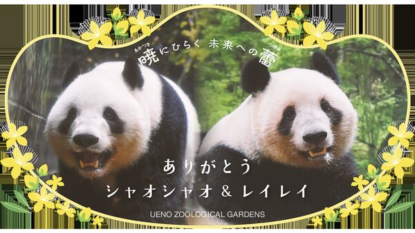 上野動物園感謝大貓熊曉曉、蕾蕾。（翻攝上野動物園官網）