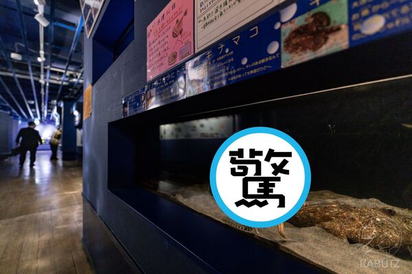 d8545433 閉館時間到?海星貼玻璃揮手道別,迷因感爆棚。(翻攝自X/curve_ni)