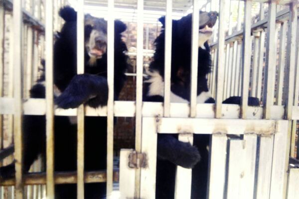 泰國軍隊突擊邊境賭場！驚見獅子黑熊遭遺棄　關鐵籠「禁水禁食」飢餓見骨