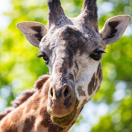 Koki是多倫多動物園的明星動物。（翻攝The Toronto Zoo臉書）