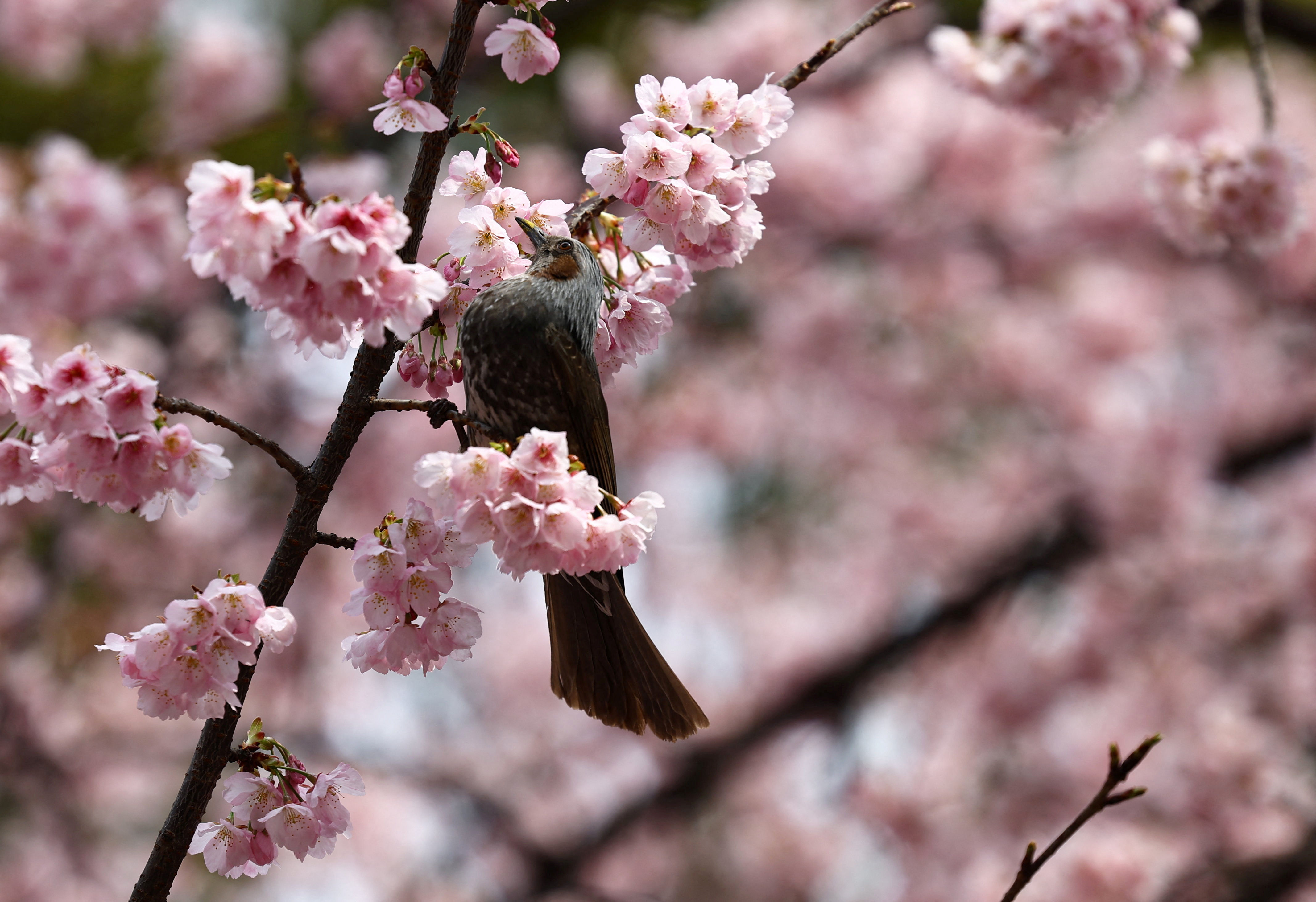 8139785 ▲▼日本東京都上野公園櫻花今年早開。(圖/路透)