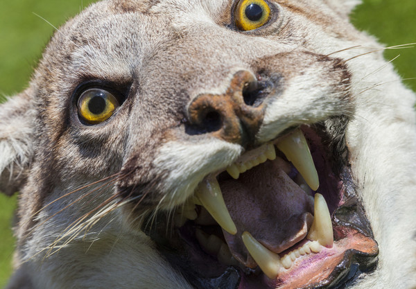 d5202929-1 ▲▼美洲獅,山獅,cougar。(圖/達志影像/示意圖)