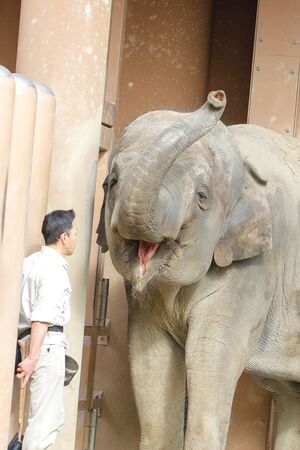 亞洲象一見飼育員秒露「幸福笑臉」！　7萬人融化：整張臉都在說好開心