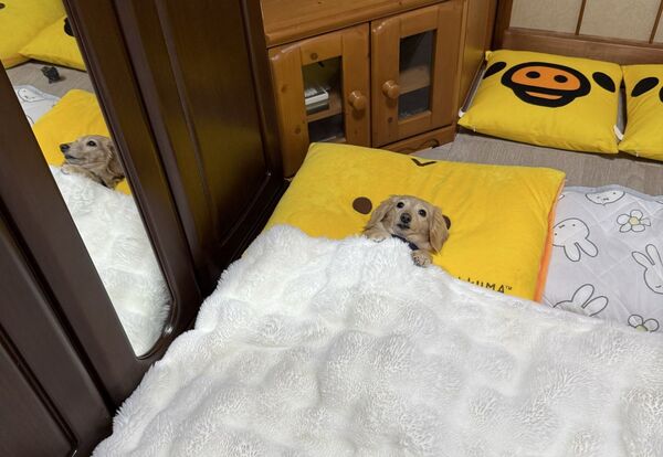 d8586012 日本飼主的其中一隻小臘腸來優,近日緊抓棉被賴床的萌樣,吸引千萬人觀看,也讓上班族很有共鳴。(翻攝自X平台@siawase1717)