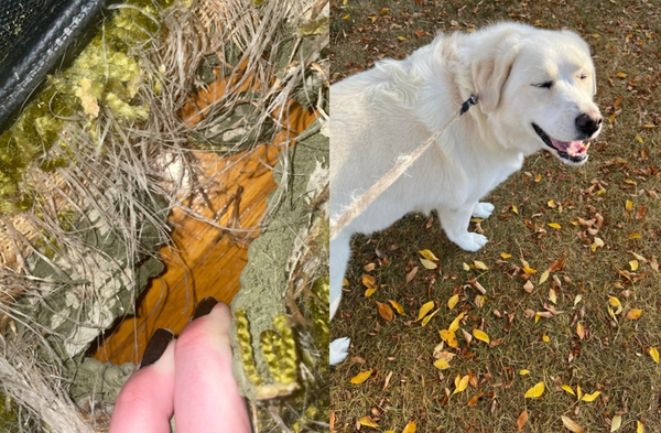 d8588145-1 愛犬咬爛地毯「意外發現50年代隱藏物」 女主人驚:最棒禮物。(圖/翻攝自Threads/shaelltru)