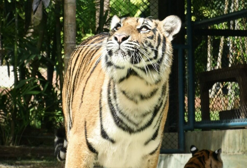8630966-1 ▲▼泰72老虎12天內接連暴斃!屍體燒不完。(圖/翻攝自Facebook/Tiger Kingdom Chiang Mai)