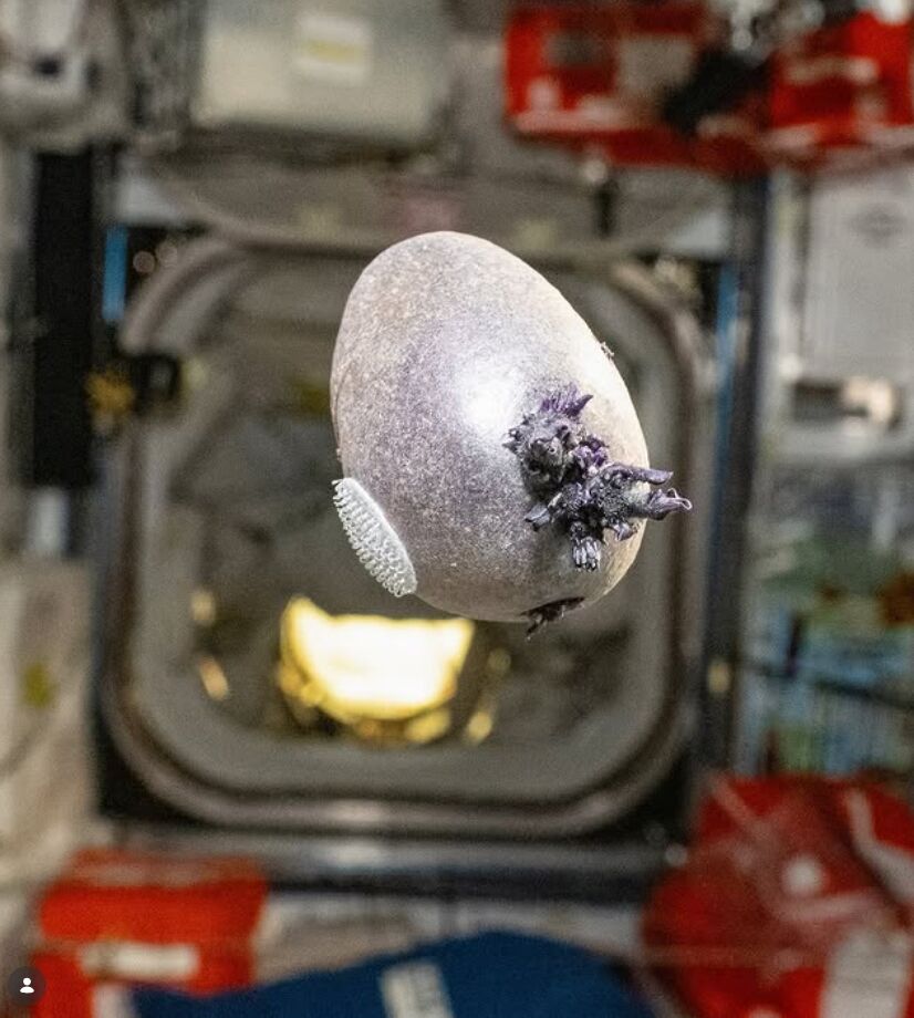 ▲▼外星異形？「紫色觸手破蛋而出」嚇壞網　NASA太空人揭真相。（圖／翻攝@astro_pettit）