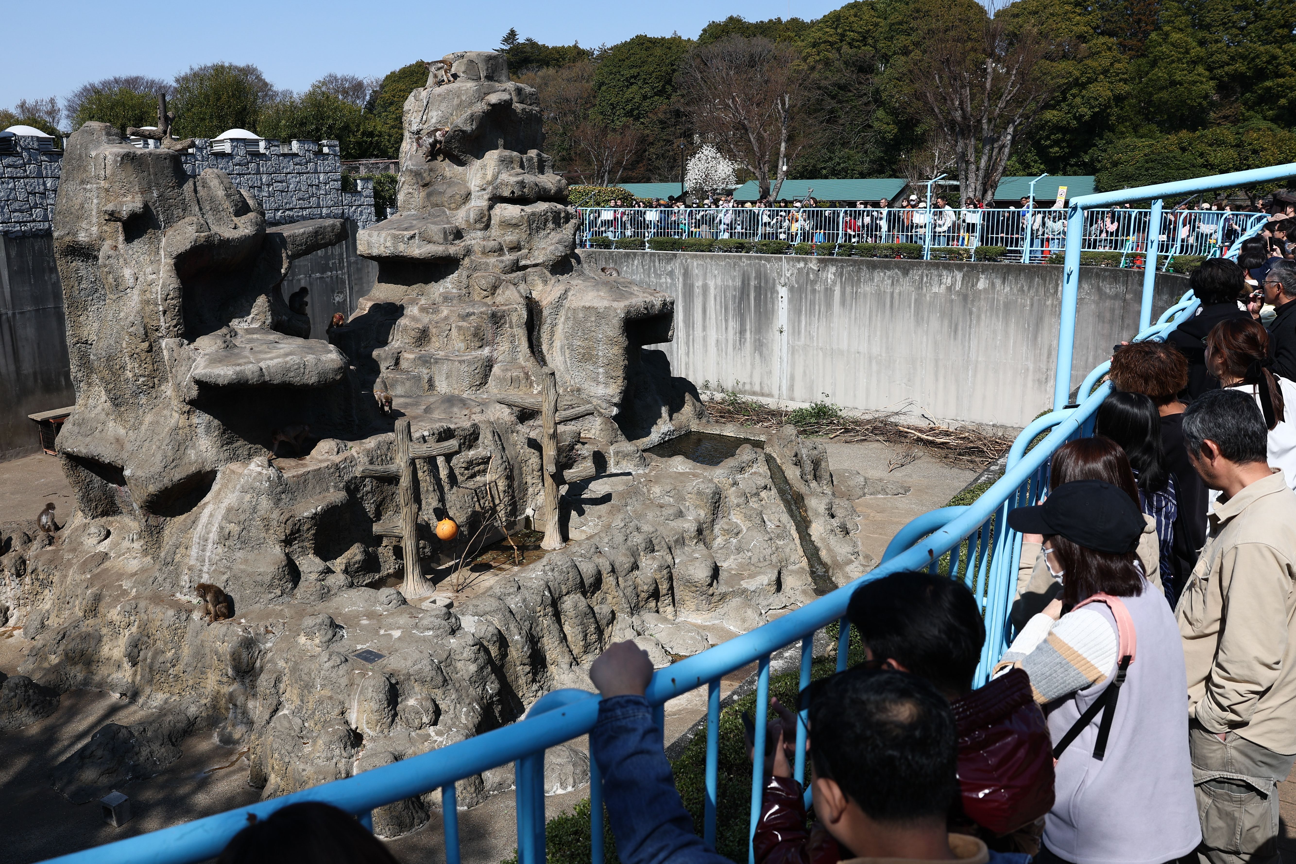 ▲▼日本千葉縣市川市立動植物園人潮大排長龍，為的就是看小獼猴Punch。（圖／達志影像）