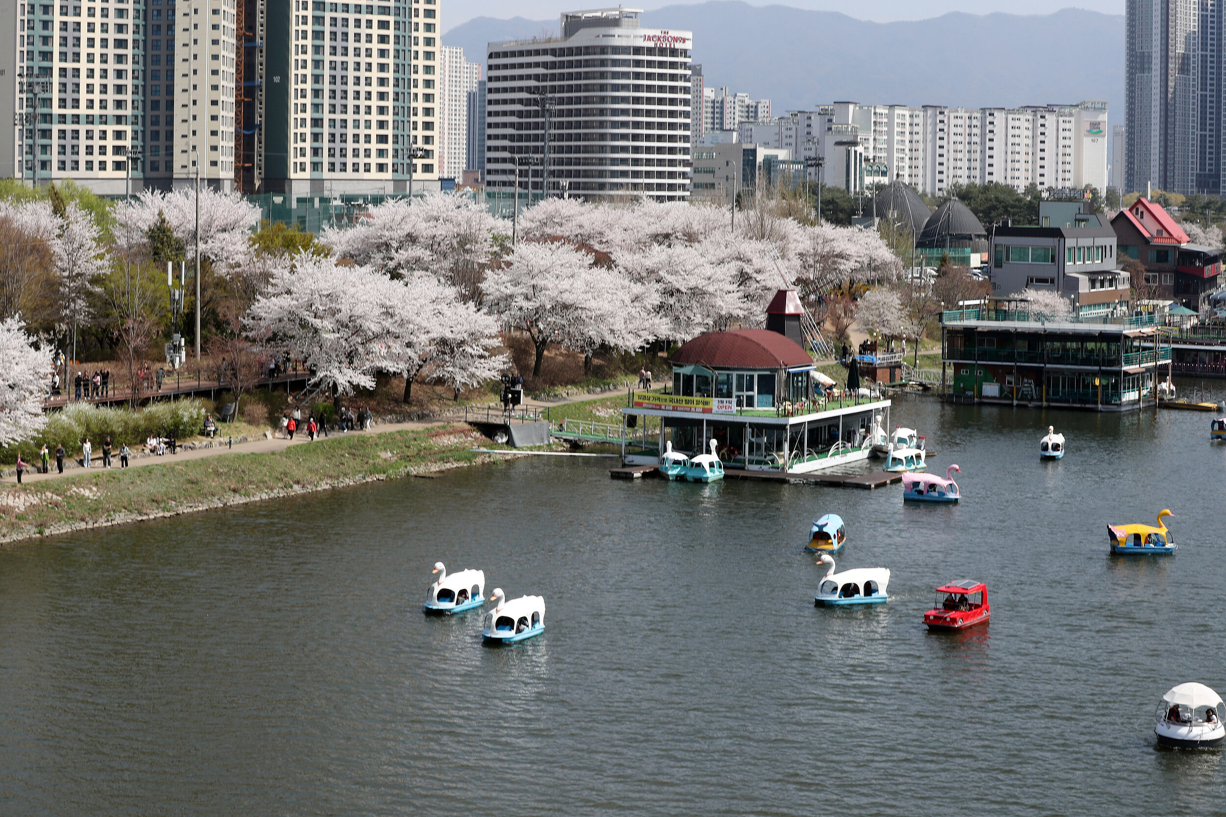 ▲▼南韓江原道春川市櫻花盛開。（圖／VCG）
