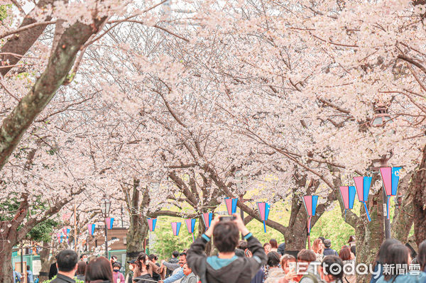 ▲▼東京隅田公園櫻花，隅田川櫻花，東京旅遊，東京賞櫻，日本賞櫻。（圖／記者蔡玟君攝）