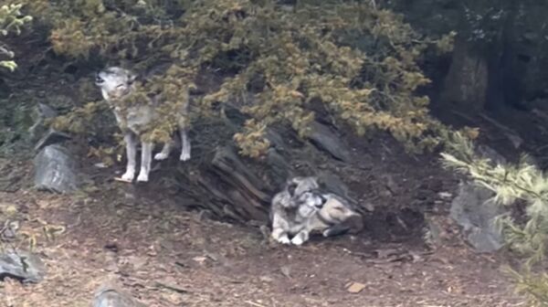▲▼美國賓州赫希樂園（Hersheypark）附設美國動物園（ZooAmerica）。（圖／翻攝IG@zooamerica）