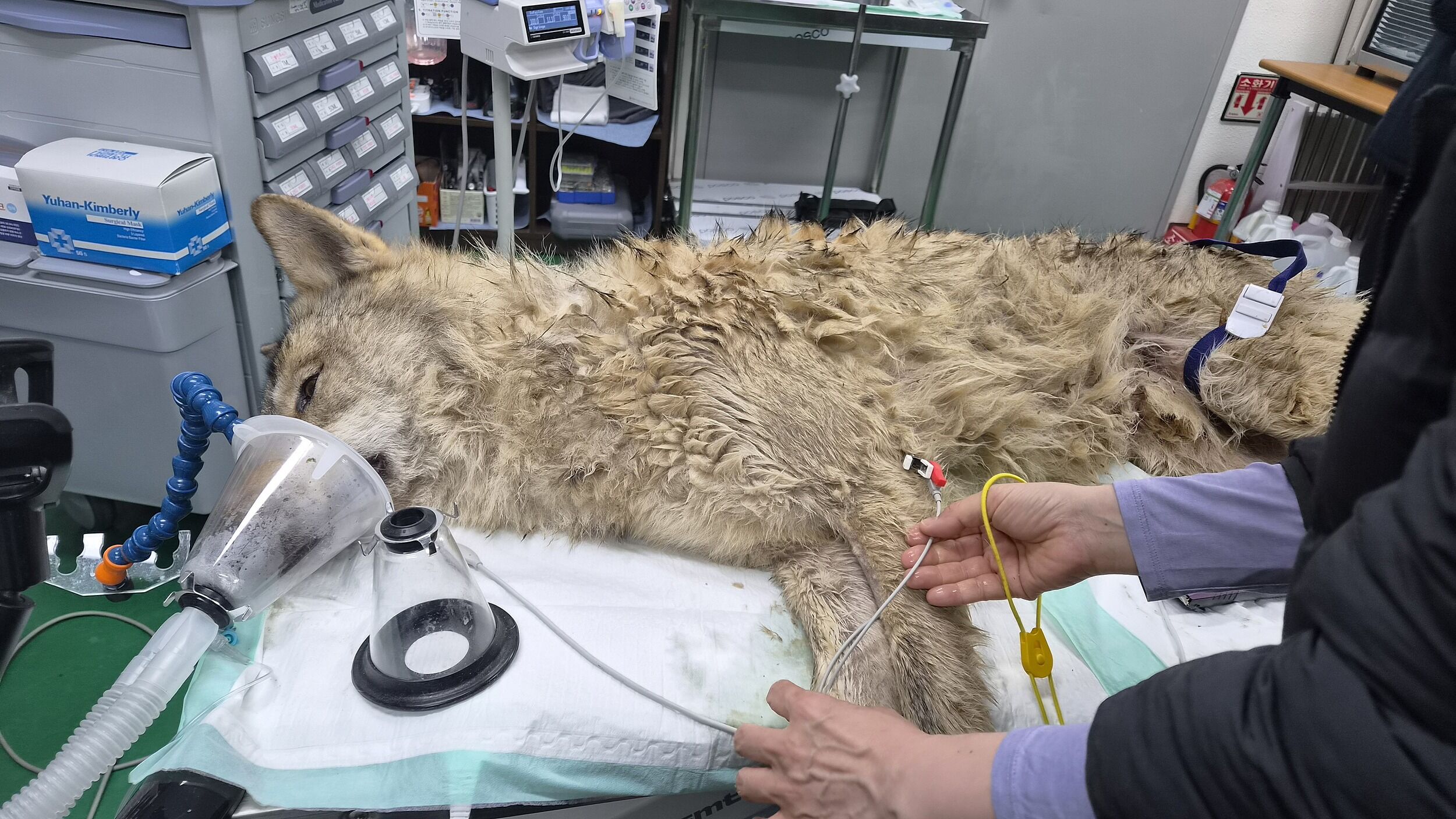 ▲▼南韓大田O-World主題樂園2歲公狼Neukgu，17日凌晨終於被搜救當局以麻醉槍捕獲。（圖／VCG）