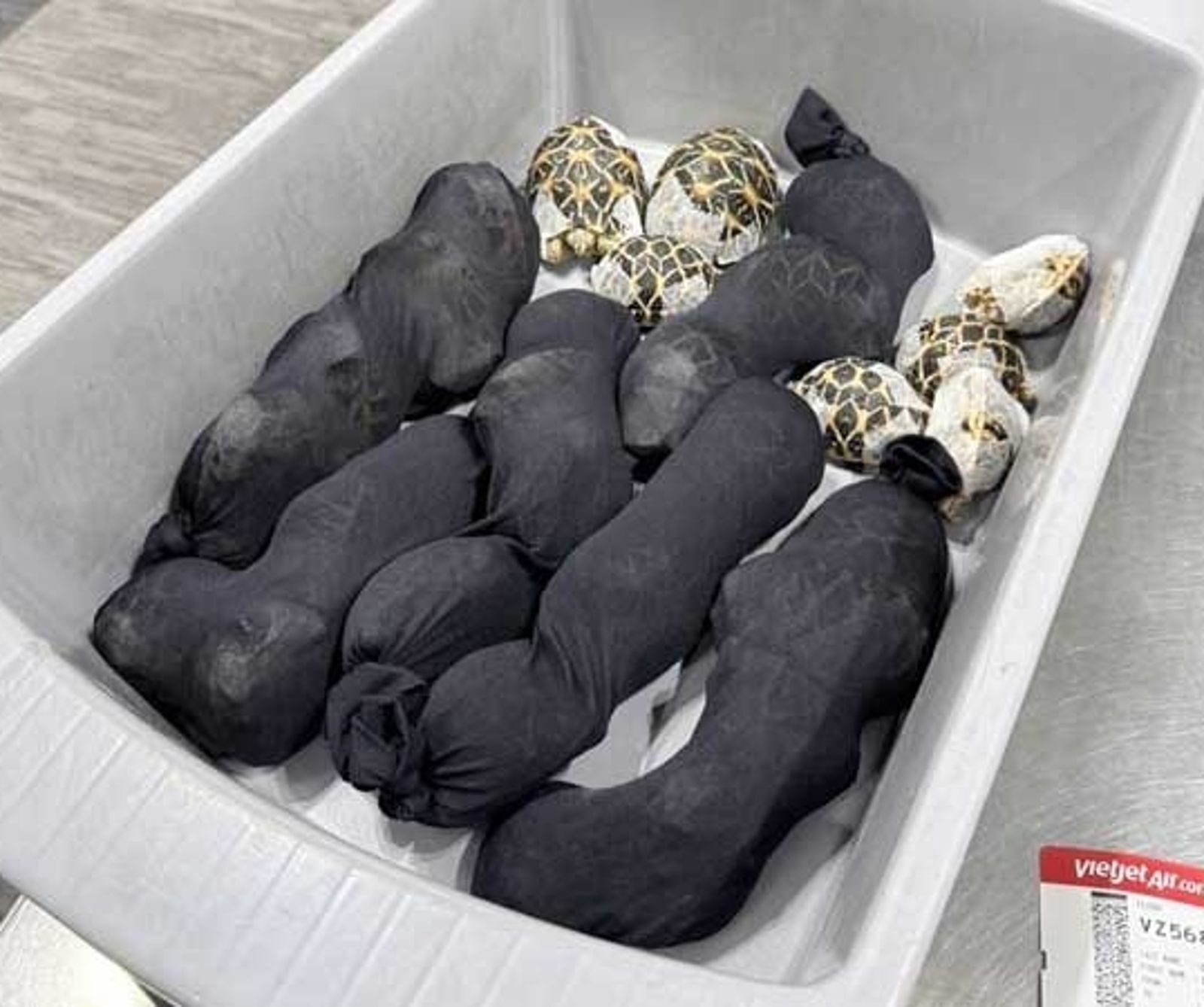 8721944-1 全身纏繞「30隻印度星龜」 19歲台女走私行跡詭異!泰國機場闖關被逮