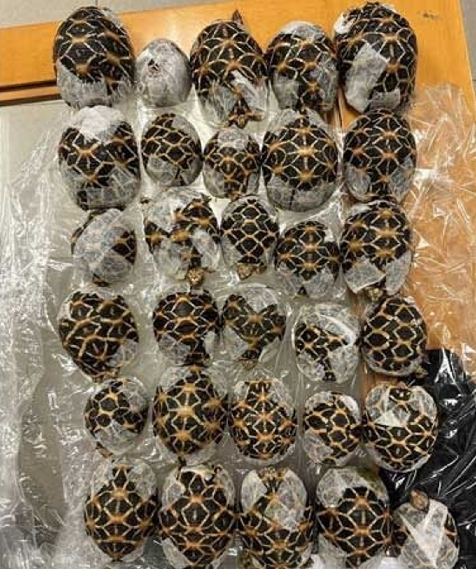 8721946-1 全身纏繞「30隻印度星龜」 19歲台女走私行跡詭異!泰國機場闖關被逮
