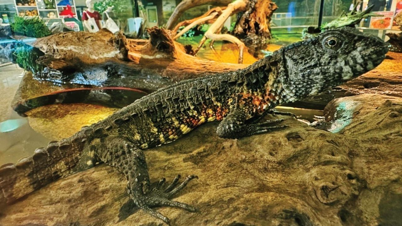 8732730-1 ▲▼曼谷動物園「3動物」被綁架!情侶檔暴力破窗 塞進外套偷走。(圖/照片來自Facebook / สวนสัตว์พาต้า)
