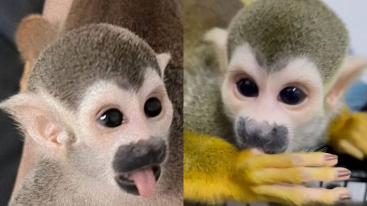 8732731-1 ▲▼ 曼谷動物園「3動物」被綁架!情侶檔暴力破窗 塞進外套偷走。(圖/照片來自Facebook/ สวนสัตว์เพื่อนเดรัจฉาน)