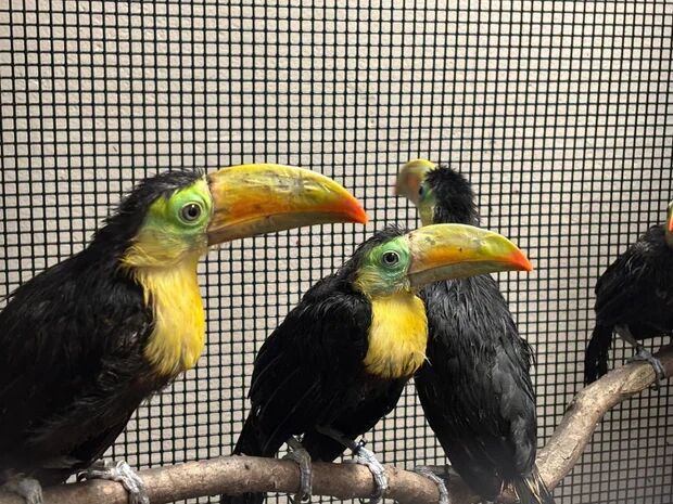 8759597-1 ▲美國14隻近危「彩虹巨嘴鳥」遭塞儀表板走私 獲救後數月全數存活。(圖/翻攝自WCS布朗克斯動物園)