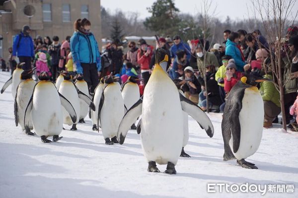 d6788686-1 ▲▼日本北海道旭山動物園企鵝。(圖/記者陳詩璧攝)