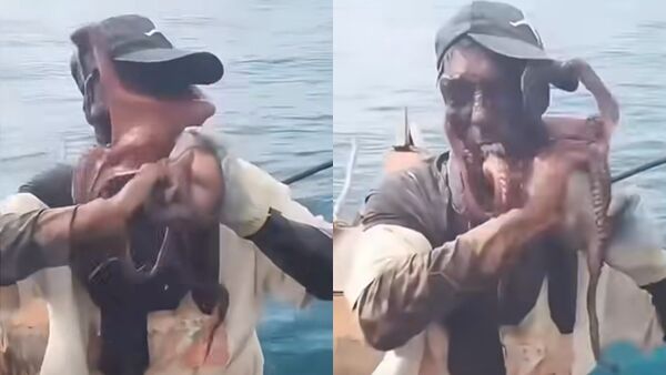 d8684528 ▲▼絕地反擊!章魚「八爪罩臉」險窒息 漁夫掙脫瞬間太驚人。(圖/翻攝IG)
