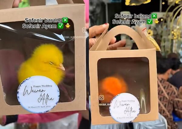 d8688511 印尼一對新人婚禮荒唐用五顏六色的活體小雞當伴手禮,遭網友痛批慘忍。(翻攝畫面)