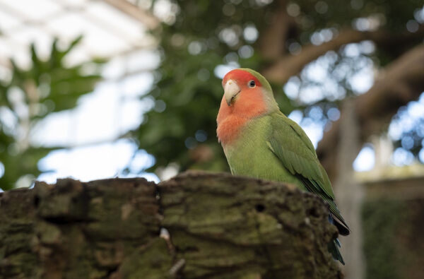 ▲▼牡丹鸚鵡,Lovebird。（示意圖／達志影像）