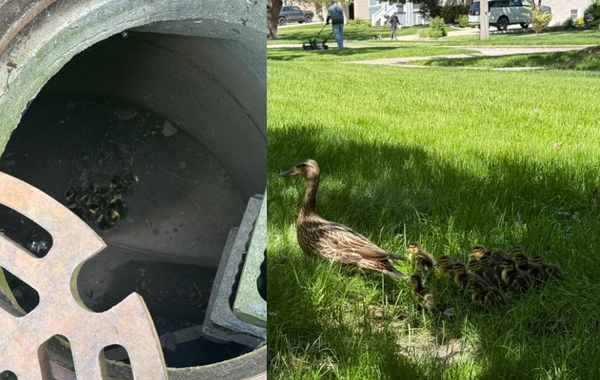 d8751062-1 放學被「焦急家長」攔住竟是鴨媽媽 超暖園長爬下水溝救出小鴨。(圖/翻攝自Facebook/Westminster Preschool)