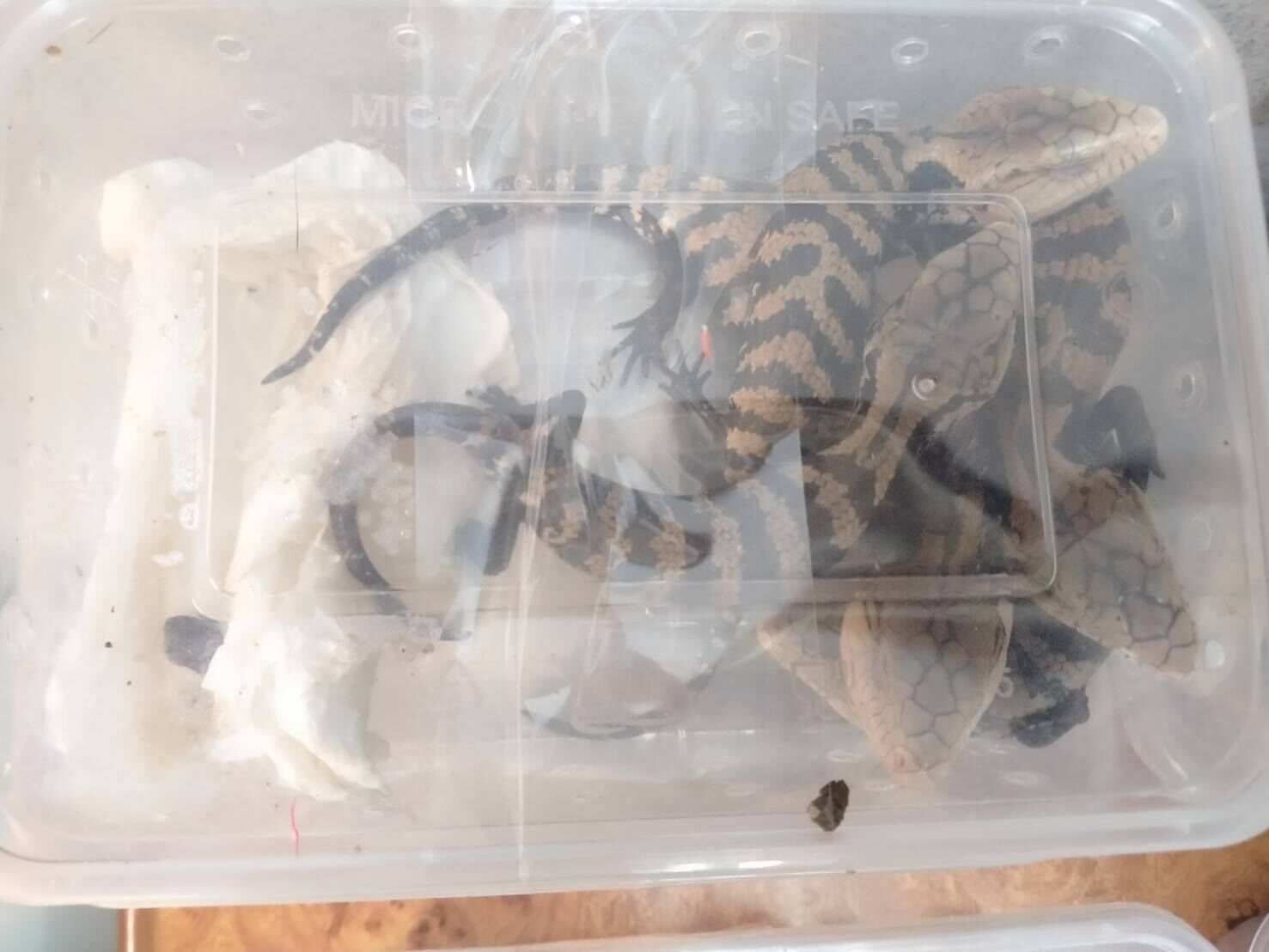 8757218-1 ▲▼大馬男「藏251隻珍稀動物」硬闖曼谷機場!企圖走私印度 秒被逮。(圖/翻攝自Facebook/กรมอุทยานแห่งชาติ สัตว์ป่า และพันธุ์พืช)