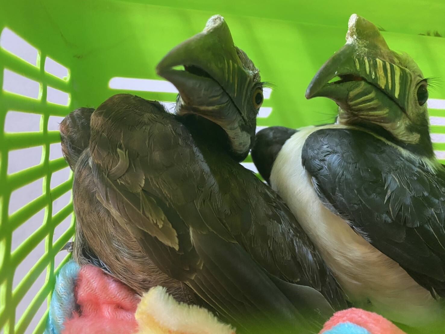 8757219-1 ▲▼大馬男「藏251隻珍稀動物」硬闖曼谷機場!企圖走私印度 秒被逮。(圖/翻攝自Facebook/กรมอุทยานแห่งชาติ สัตว์ป่า และพันธุ์พืช)