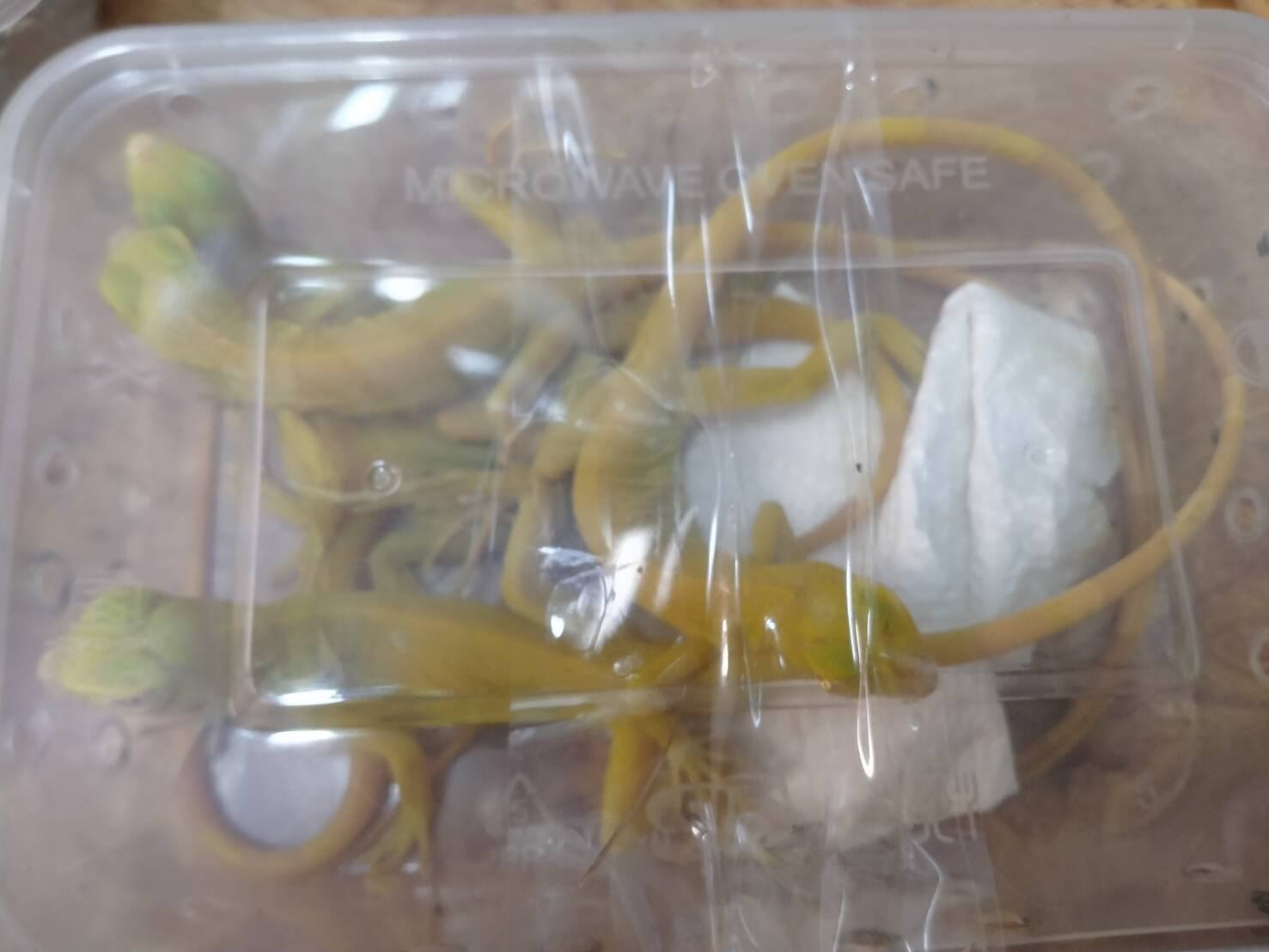 8757221-1 ▲▼大馬男「藏251隻珍稀動物」硬闖曼谷機場!企圖走私印度 秒被逮。(圖/翻攝自Facebook/กรมอุทยานแห่งชาติ สัตว์ป่า และพันธุ์พืช)