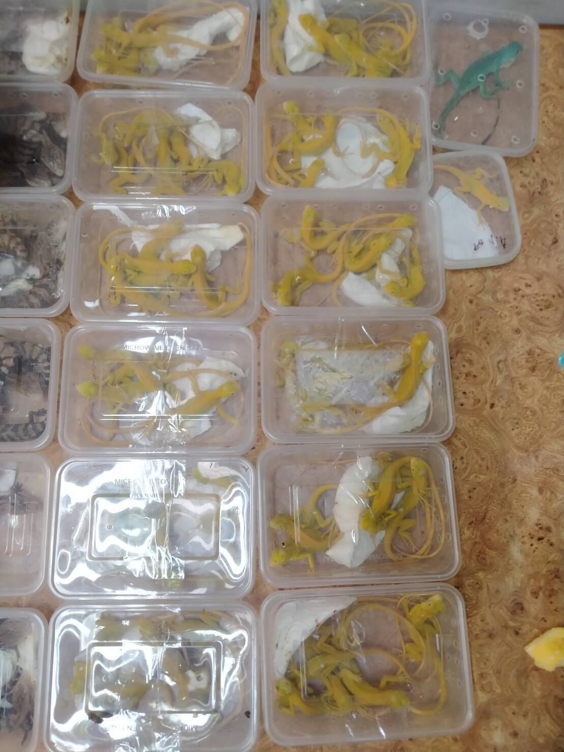8757226-1 ▲▼大馬男「藏251隻珍稀動物」硬闖曼谷機場!企圖走私印度 秒被逮。(圖/翻攝自Facebook/กรมอุทยานแห่งชาติ สัตว์ป่า และพันธุ์พืช)