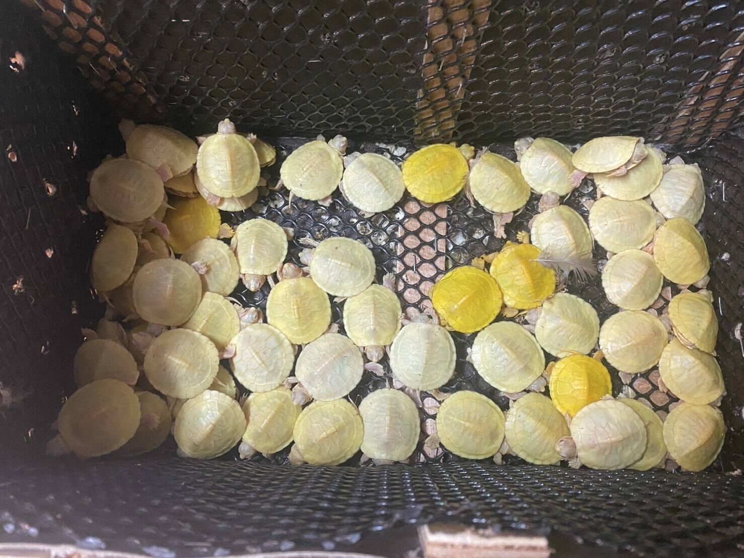 8757227-1 ▲▼大馬男「藏251隻珍稀動物」硬闖曼谷機場!企圖走私印度 秒被逮。(圖/翻攝自Facebook/กรมอุทยานแห่งชาติ สัตว์ป่า และพันธุ์พืช)