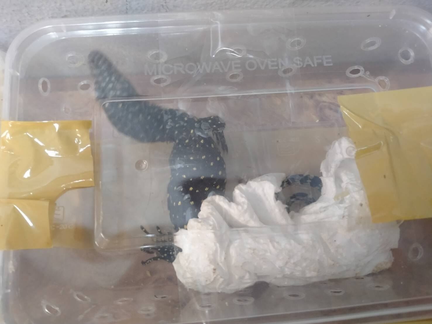 8757228-1 ▲▼大馬男「藏251隻珍稀動物」硬闖曼谷機場!企圖走私印度 秒被逮。(圖/翻攝自Facebook/กรมอุทยานแห่งชาติ สัตว์ป่า และพันธุ์พืช)