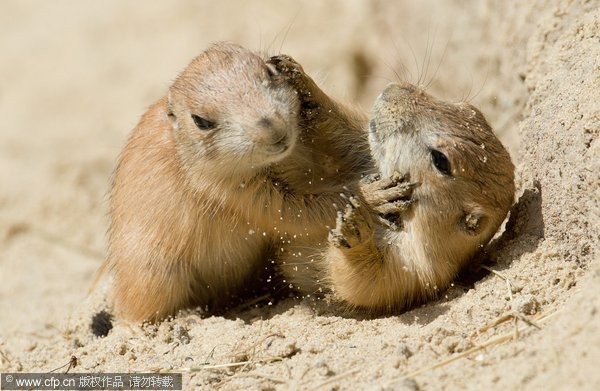 土撥鼠。（圖／CFP）